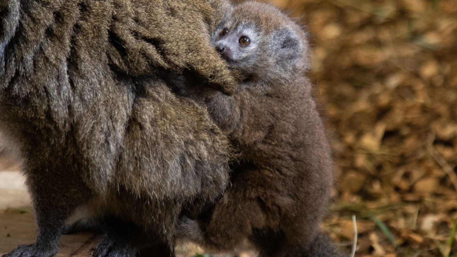 Lake Aloatran gentle lemur at Wild Place Project, credit Jordan Jones